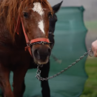 O iapa si un manz cadou cu ajutorul vostru